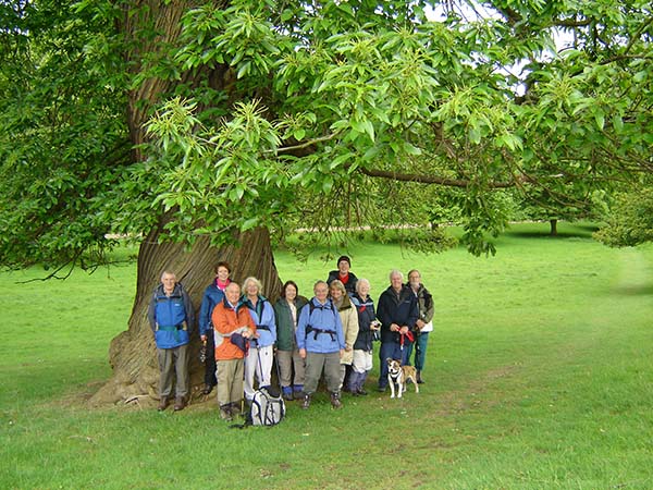Cleveland Outlook Under a spreading Chestnut tree